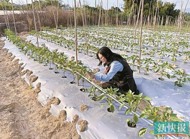 優(yōu)秀巾幗隊(duì)員 | 高春艷：產(chǎn)業(yè)做強(qiáng)了，才能富民興村